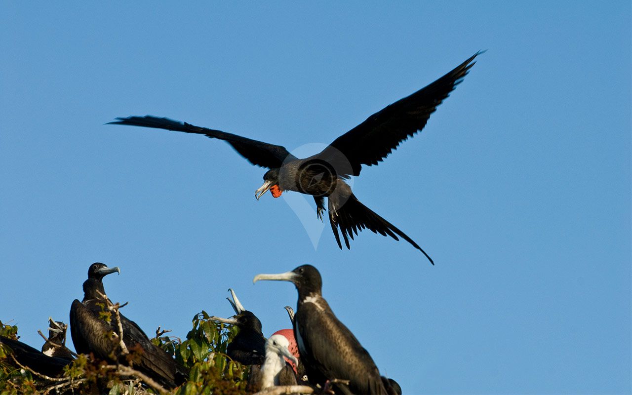 San Cristobal - Frigatebird Hill