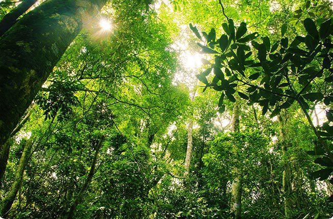 Ecuador Amazon Rainforest