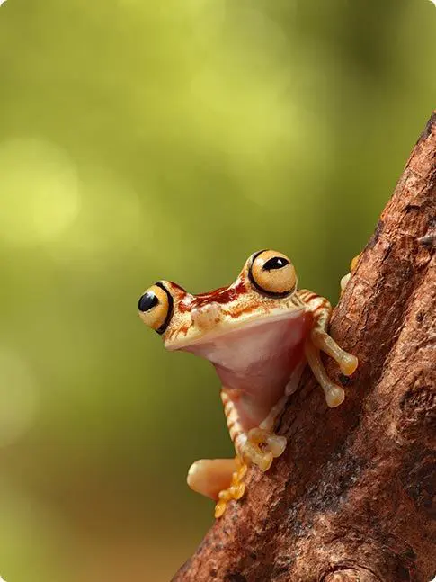 Ecuador Rainforest Amazon Frog
