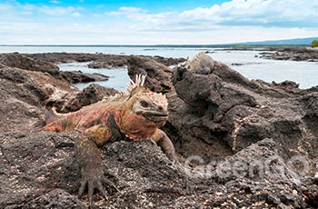 Galapagos Islets