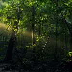 Sacha Lodge - Jungle