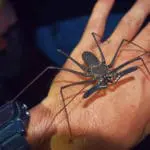 Piranha Amazon Lodge - Exotic Wild Spider