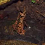 Piranha Amazon Lodge - Wild Frog