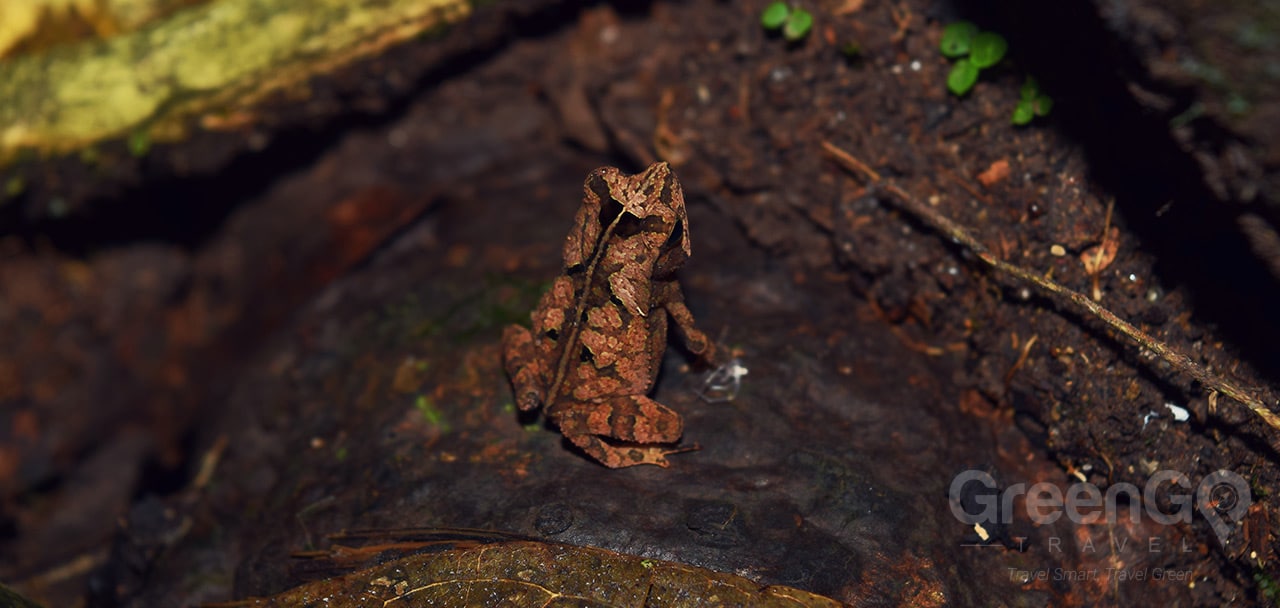 Piranha Amazon Lodge - Wild Frog