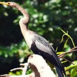 Piranha Amazon Lodge - Wild Heron