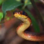 Piranha Amazon Lodge - Wild Snake