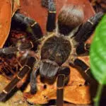 Piranha Amazon Lodge - Wild Tarantula