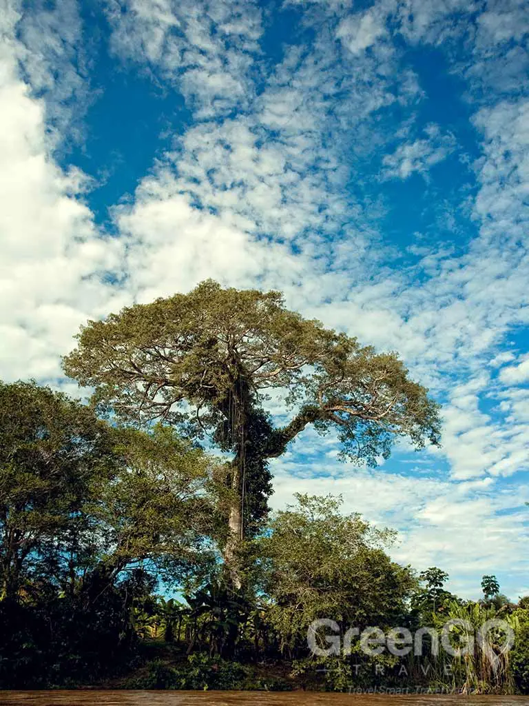 Amazon Resort Ecuador - Flora & Fauna