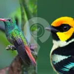 Tandayapa Bird Lodge
