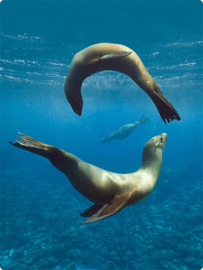 Galapagos Sea Lions