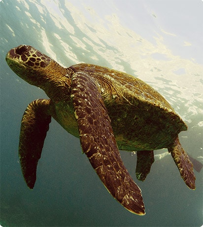 Galapagos Turtle