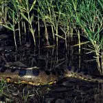 Amazon Dolphin Lodge Anaconda