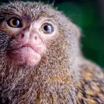 Amazon Dolphin Lodge Pigmy Marmoset