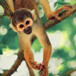 Amazon Dolphin Lodge Saimir Monkey