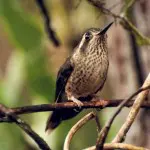 Bellavista Birdlife 4