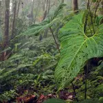 Bellavista Cloudforest