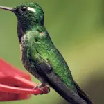 Bellavista Hummmingbird in Feeder