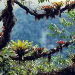 Bellavista Mosses Covering Branches