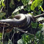 Guacamayo Lodge Anaconda