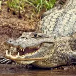 Guacamayo Lodge Caiman
