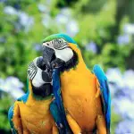 Guacamayo Lodge Macaw