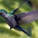 Hakuna Matata Lodge Hummingbird