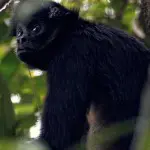 Hakuna Matata Lodge Monkey