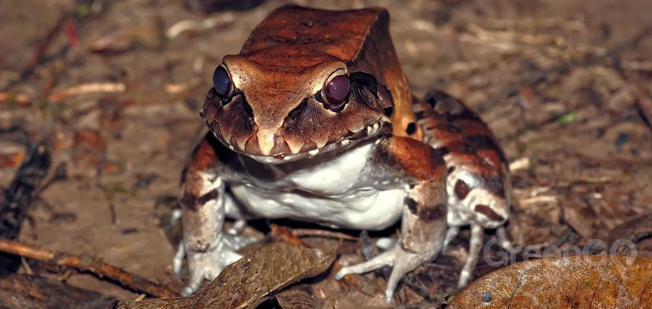 Hakuna Matata Lodge Toad