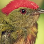 Huaorani Ecolodge Bird