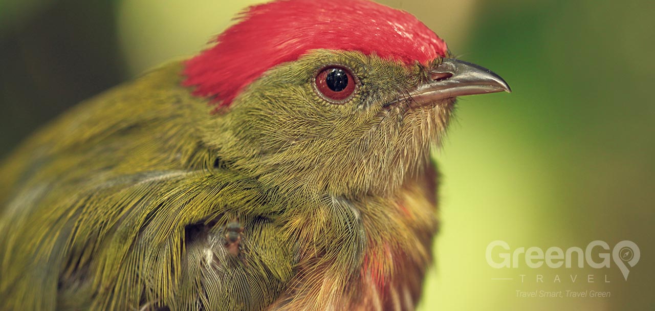 Huaorani Ecolodge Bird