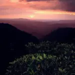Mashpi Lodge Forest At Night