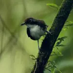 Mashpi Lodge Wildlife