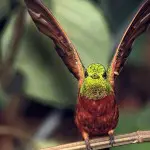 Mindo Bird