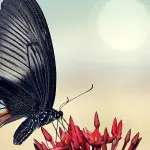 Mindo Lush Butterfly