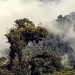 Mindo Lush Cloudforest