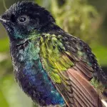 Mindo Lush-Hummingbird