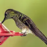 Mindo Lush Hummingbird at-feeder