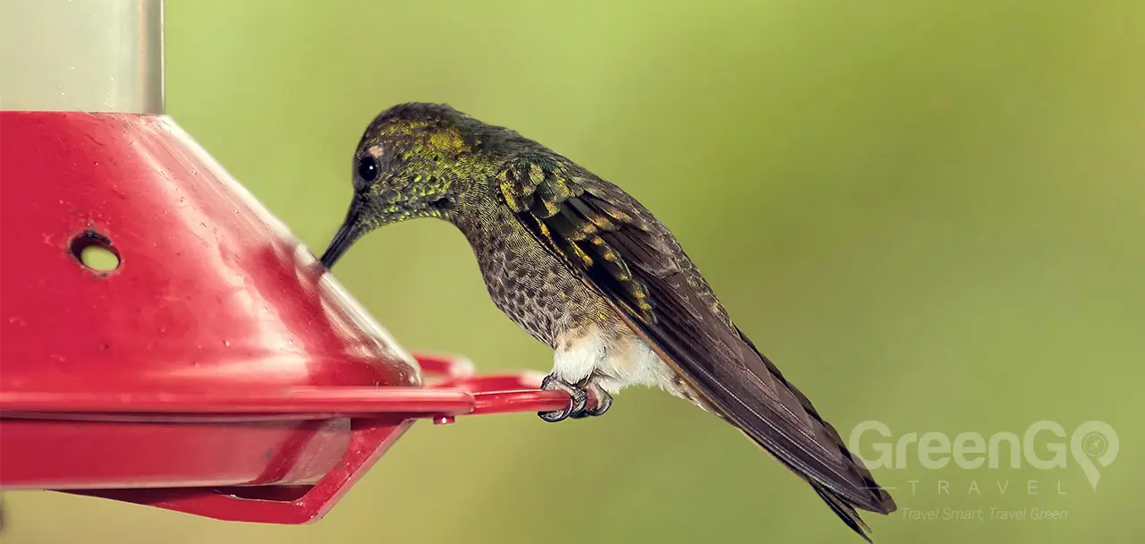 Mindo Lush Hummingbird at-feeder