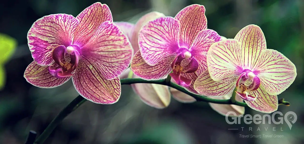 Mindo Lush Orchids