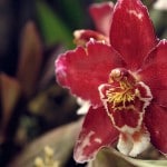 Mindo Orchid