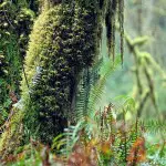 Mindo Rush Moss Scenary