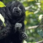 Siona Lodge Monkey