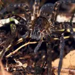 Siona Lodge Tarantula