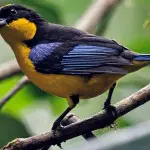 Tandayapa Bird Lodge Blue Winged Mountain Tanager Nick