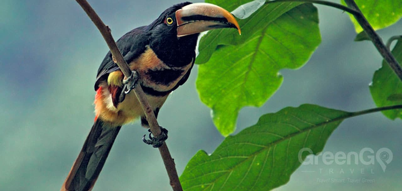 Tandayapa Bird Lodge Collared Aracari Nick