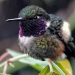 Tandayapa Bird Lodge Purple throated Woodstar Nick