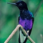 Tandayapa Bird Lodge Velvet purple Coronet Nick