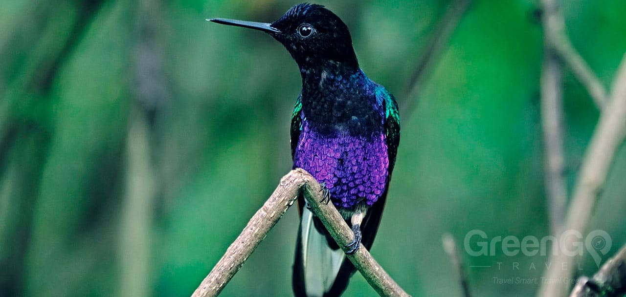 Tandayapa Bird Lodge Velvet purple Coronet Nick