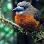 Tandayapa Bird Lodge White faced Nunbird Nick