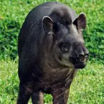 Yarina Lodge Wildlife 3